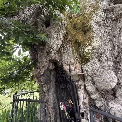 Ancient carved chestnut tree in Baamonde with small iron gate in its trunk