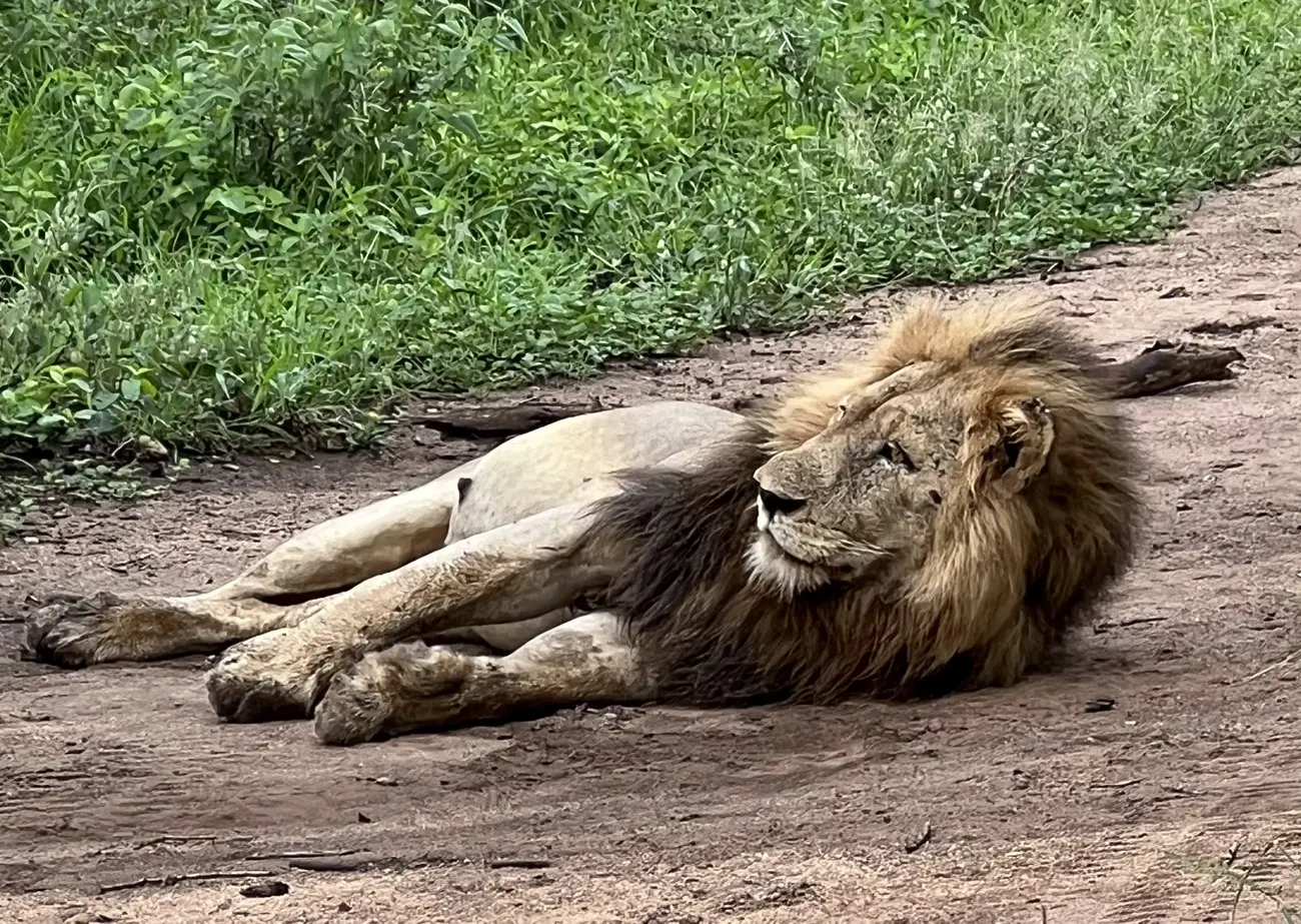 Lion Africa