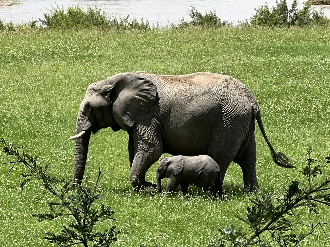 Baby Elephant