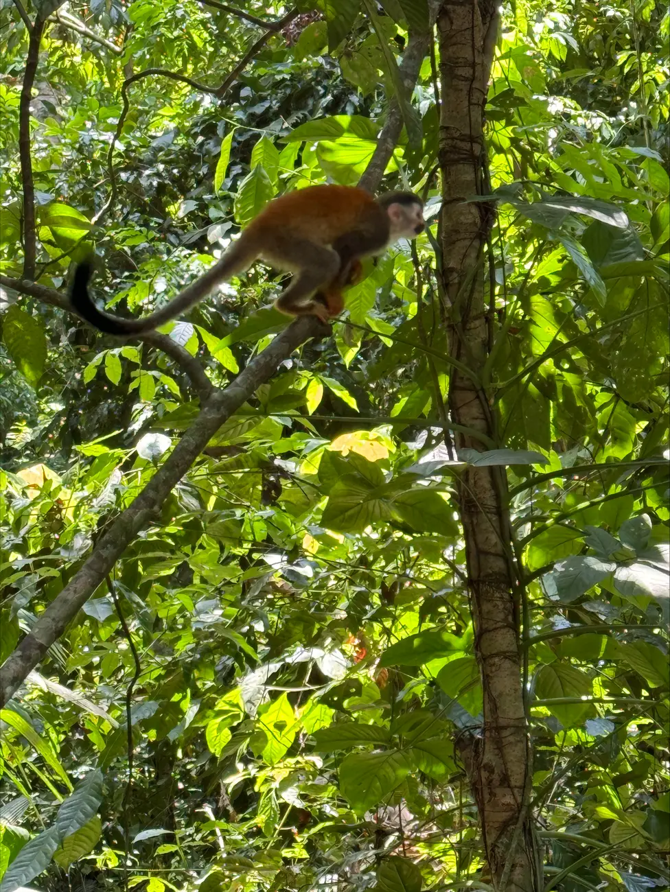 Costa Rica Monkey