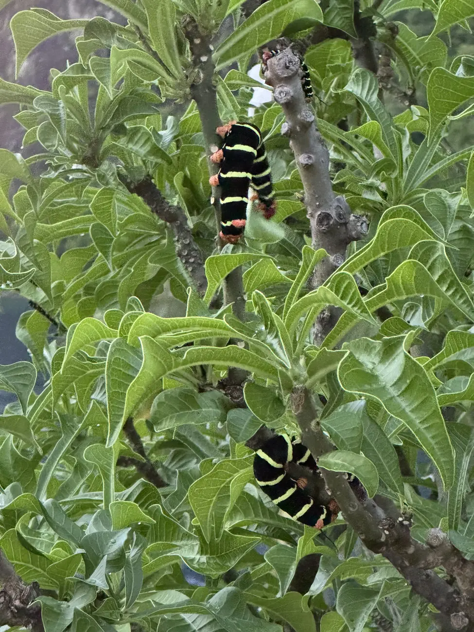 Caterpillars in St Lucia 