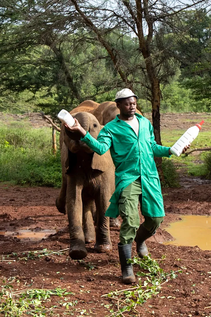 Sheldrake Elephant Orphanage