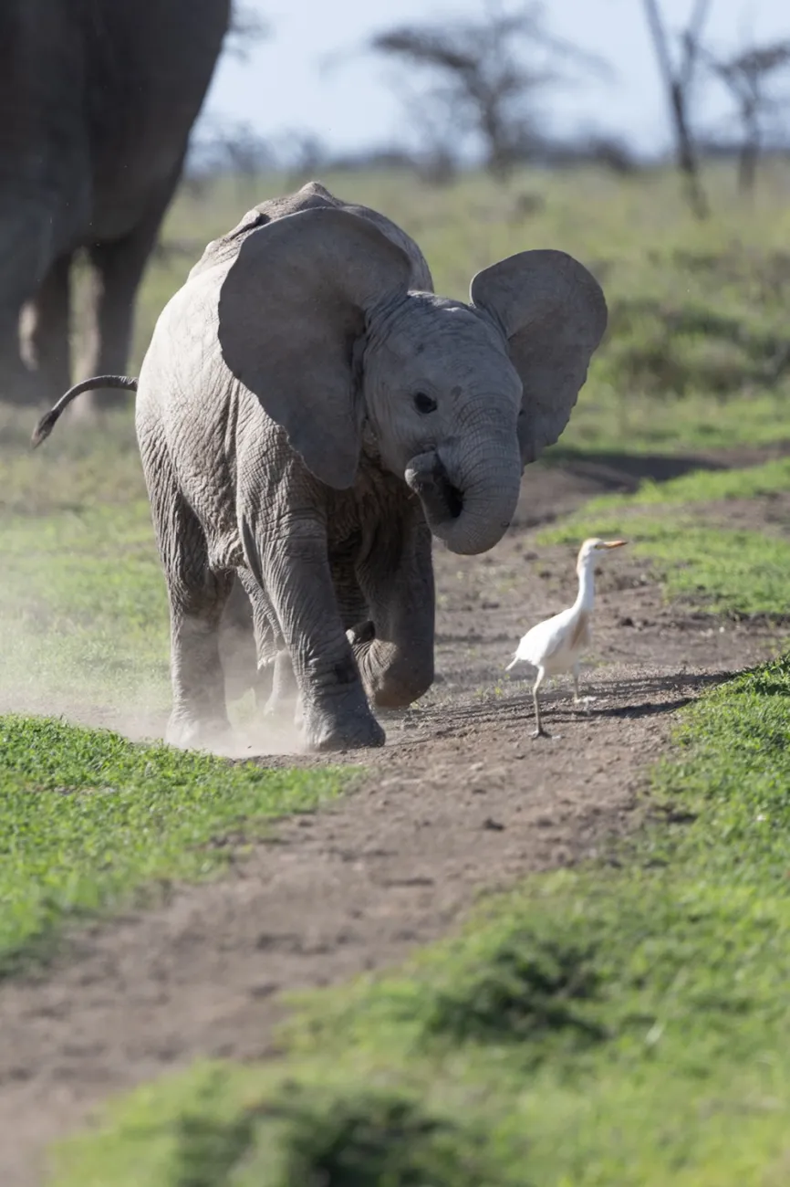 Elephant chasing bird