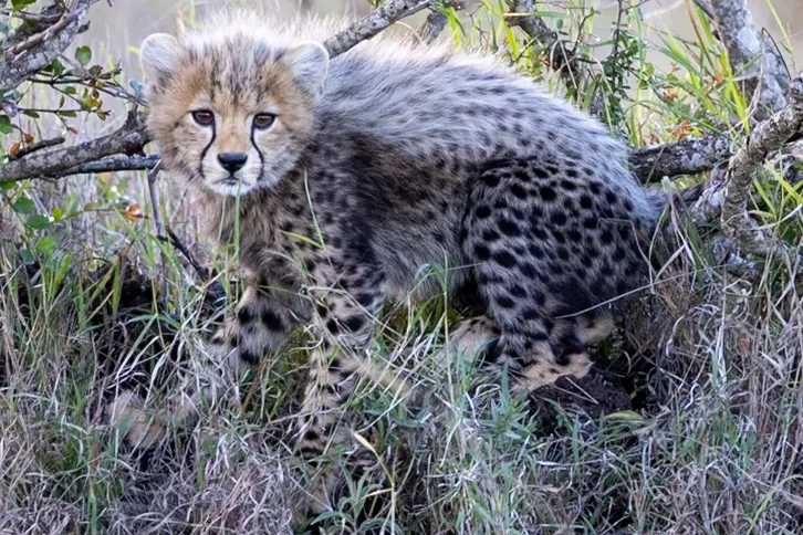 baby Cheetah