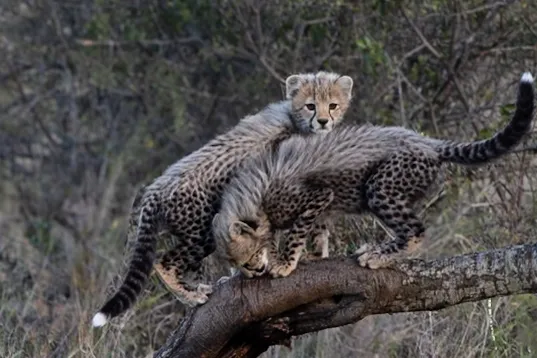 Two Baby Cheetah