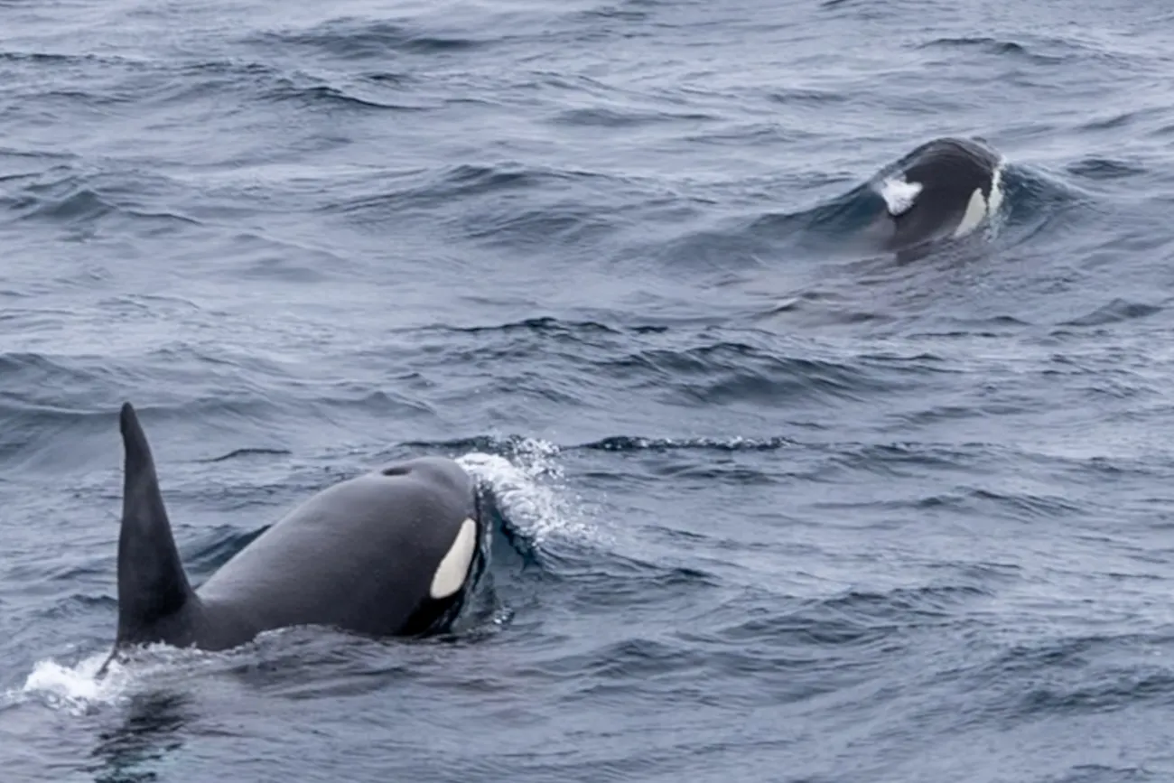 Two orcas surface in choppy gray-blue Arctic water, their black dorsal fins and white eye patches breaking through the waves.