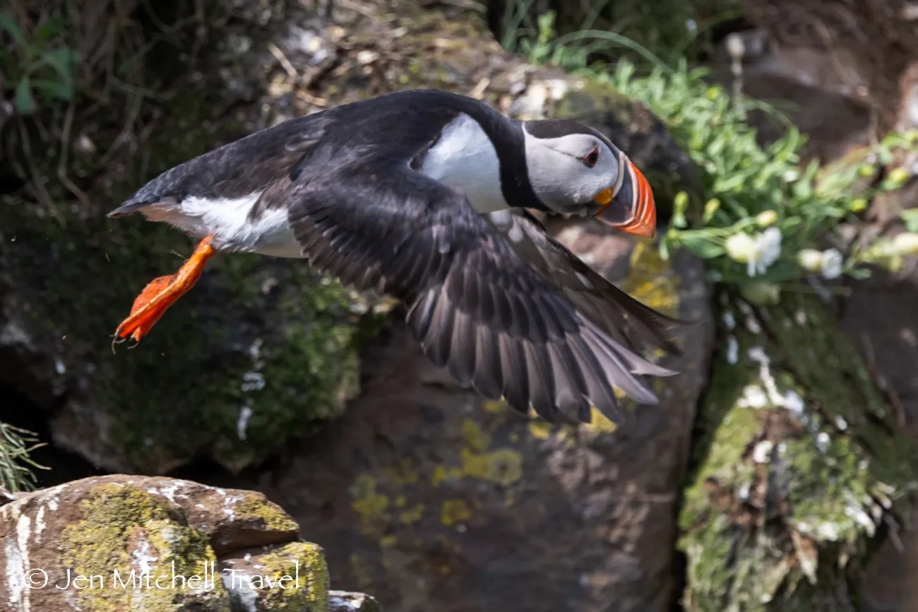 Atlantic puffin captured mid-flight above a rocky, moss-covered cliff, its orange feet tucked back and wings spread as it leaves the ledge.