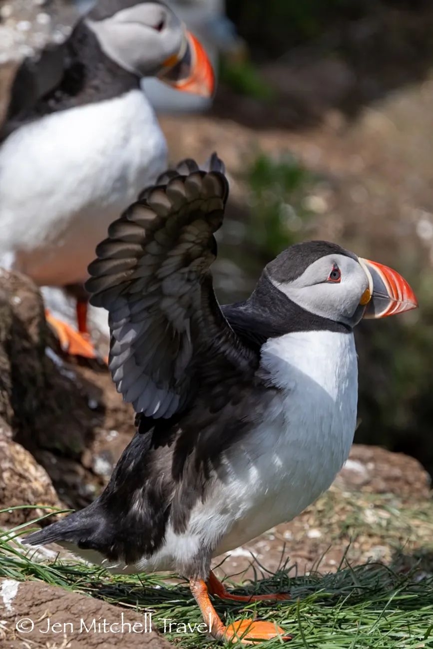 Pair of Atlantic puffins on a grassy cliff, one stretching its wing while both display bright orange beaks and feet against a rocky backdrop.