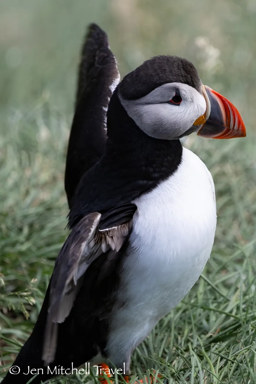 Atlantic puffin standing in grass, wings slightly open to the side, showing its black back, white belly, and vivid orange beak.