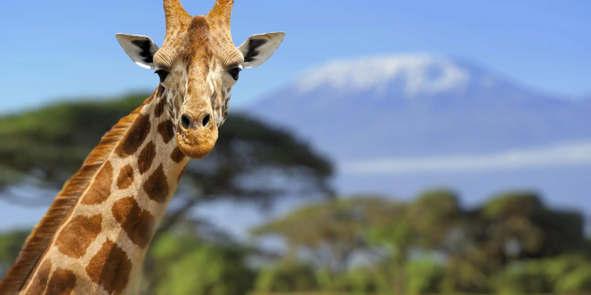 Travel-Beyond-Giraffe