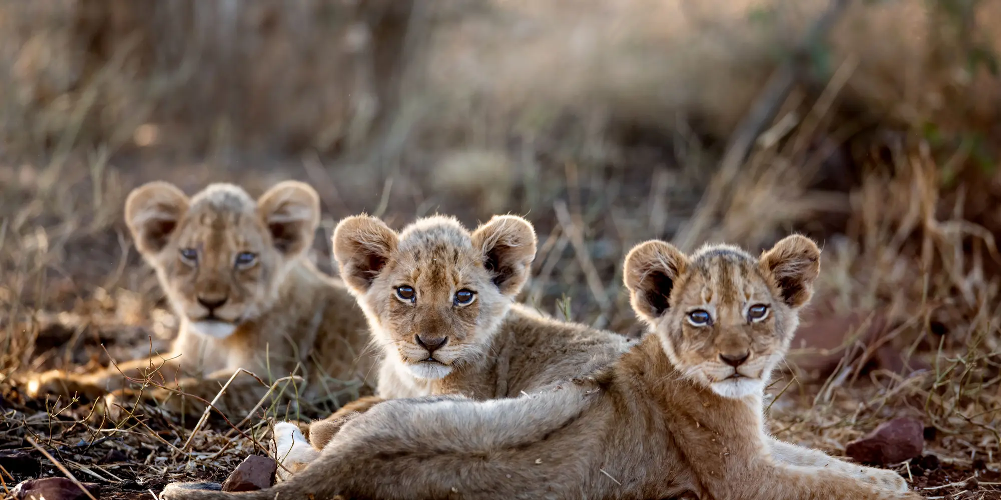 Singita Lebombo Kruger Cubs