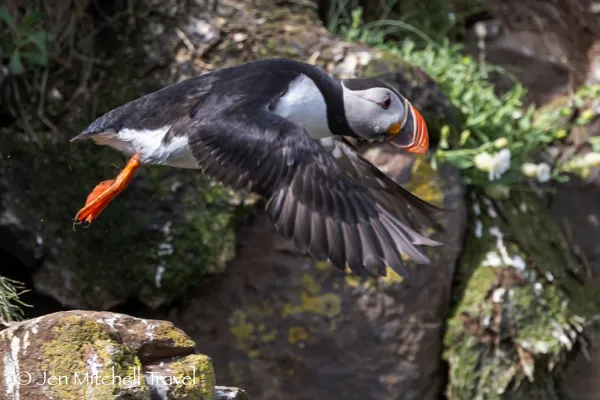 Atlantic puffin captured mid-flight above a rocky, moss-covered cliff, its orange feet tucked back and wings spread as it leaves the ledge.
